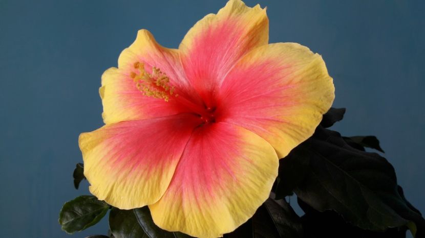 TIVOLI / OBERON - FLORI -2017