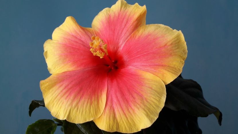 27.03.2017 - FLORI -2017