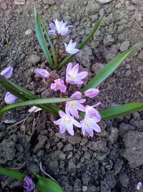 Chionodoxa Pink - curtea cu toate cele 2017