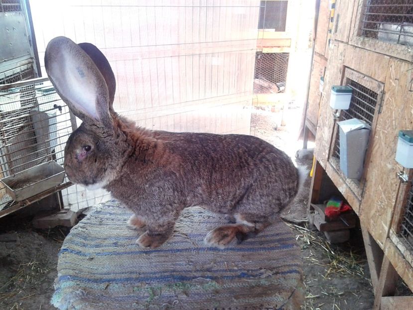 2,2 ani - M 03 - de la Tarczi Gabor