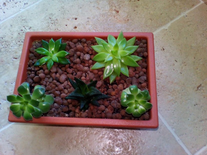  - plantutele mele