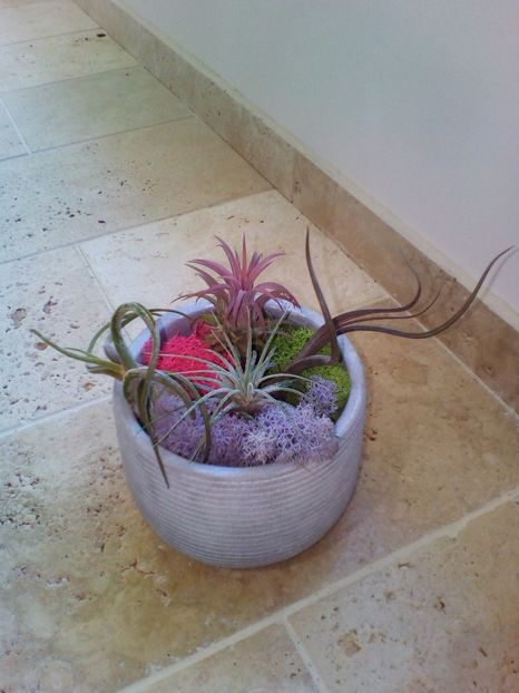  - plantutele mele
