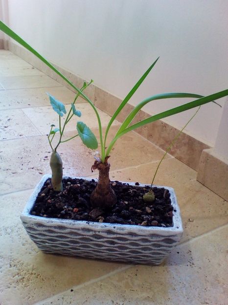  - plantutele mele