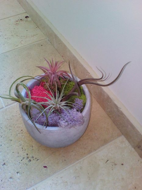  - plantutele mele