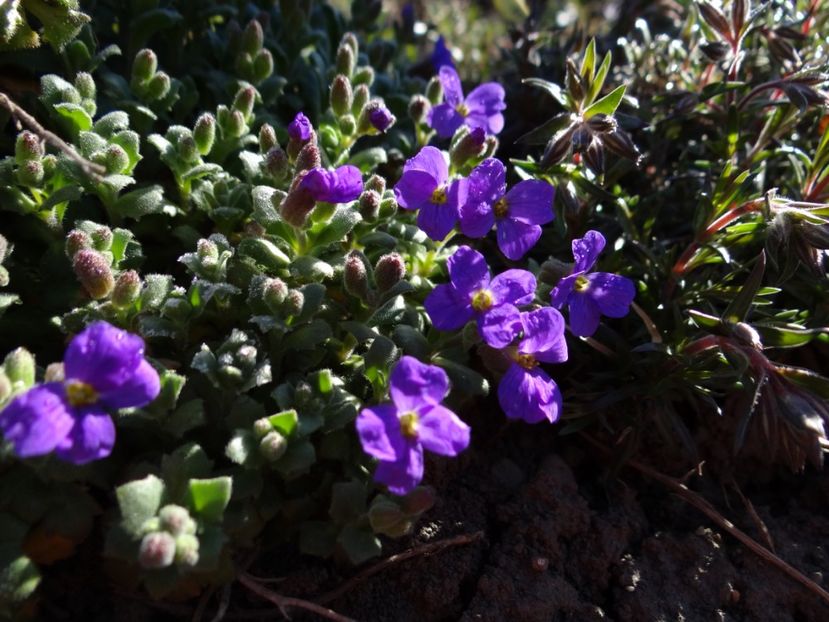  - E primavara iarasi primavara