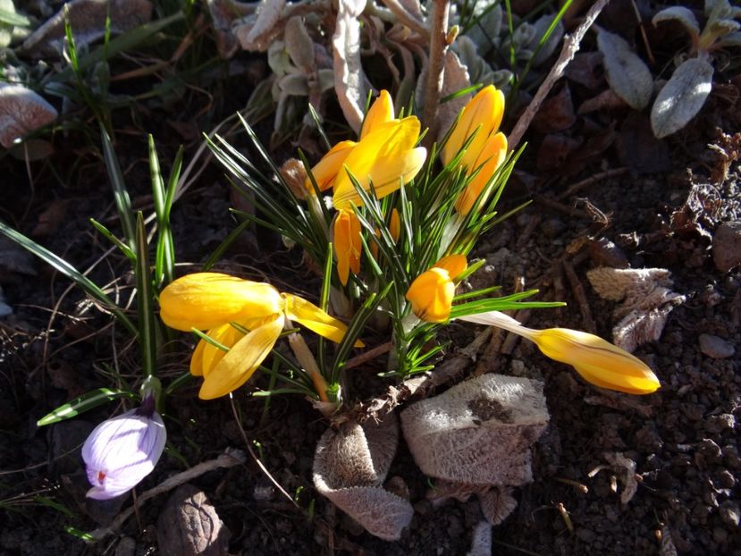 au rasarit noi branduse... - E primavara iarasi primavara