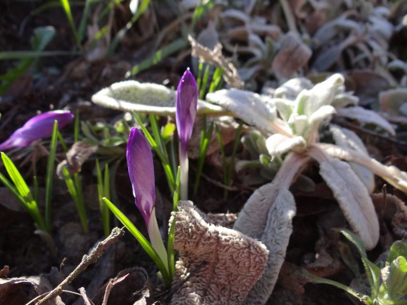  - E primavara iarasi primavara