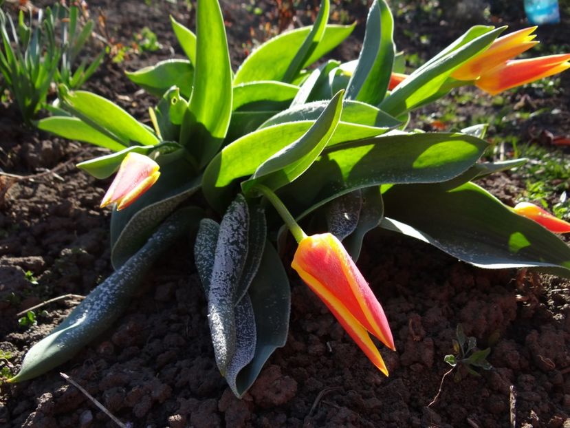 au inflorit primele lalele ... - E primavara iarasi primavara