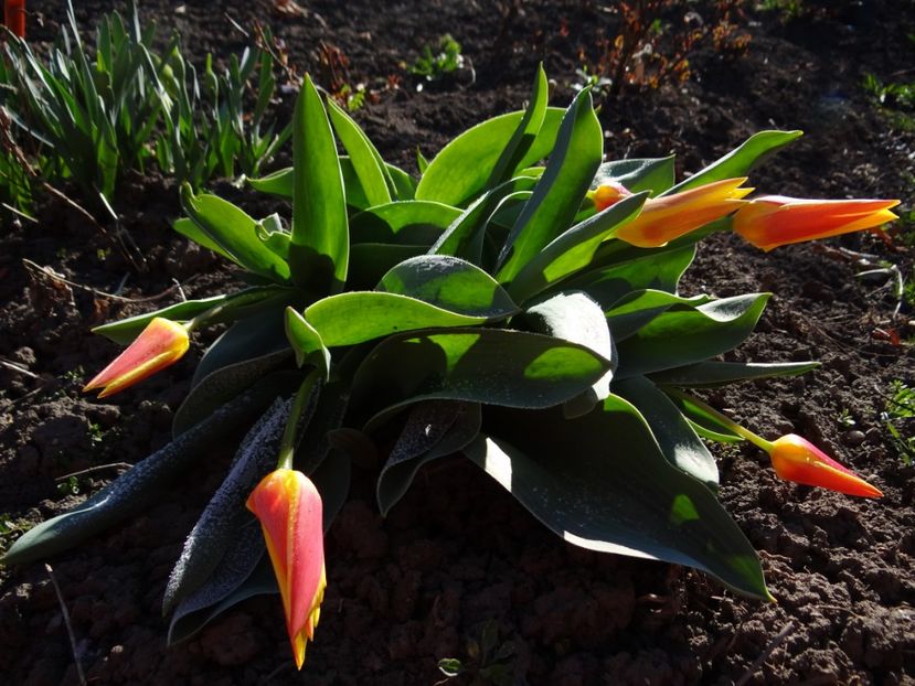  - E primavara iarasi primavara