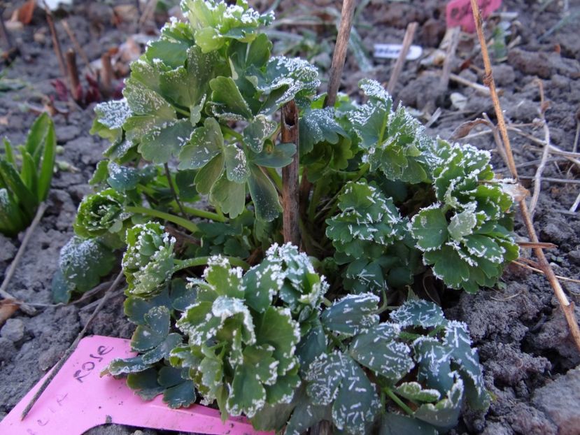 vine... - E primavara iarasi primavara