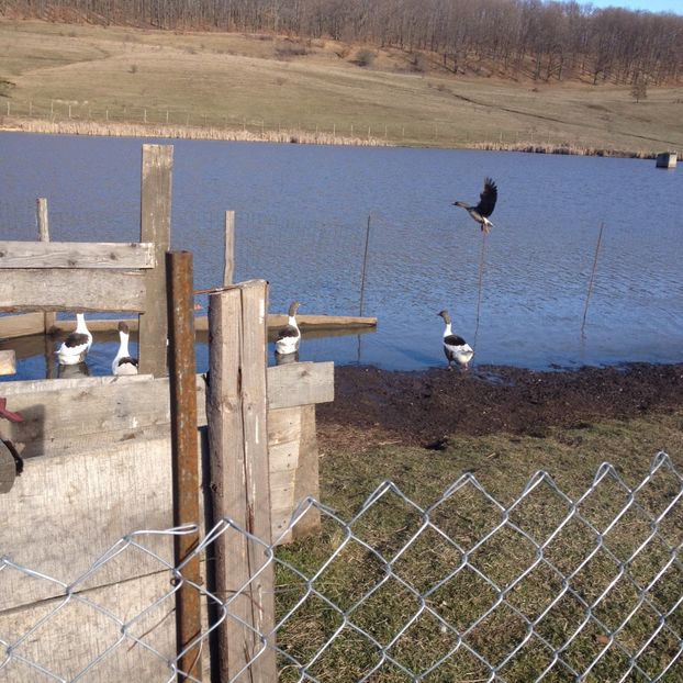 O hibridare, ceva? - Gaste Pomerania 2017