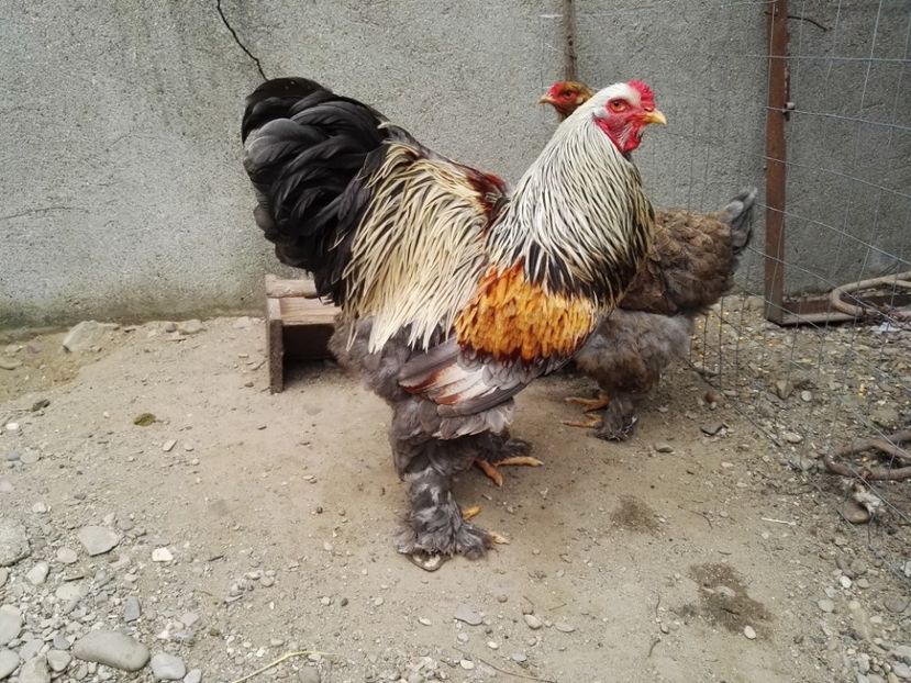  - Brahma potarnichiu albastru silver Orange bobat si HI