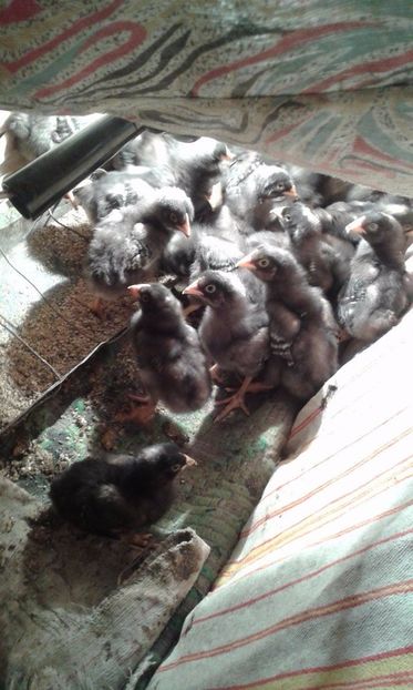 17548785_1323657141033337_748889901_o - PLYMOUTH ROCK BARAT