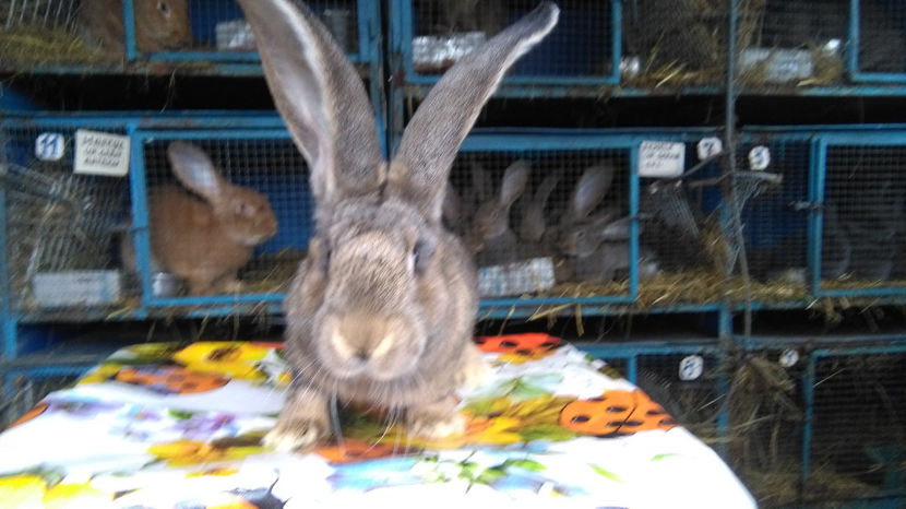  - 0 0 ACHIZITII 2017