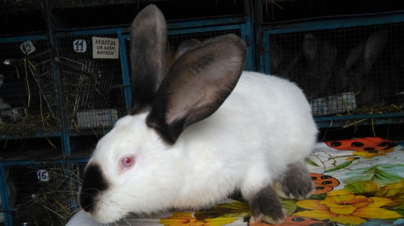  - 0 0 ACHIZITII 2017