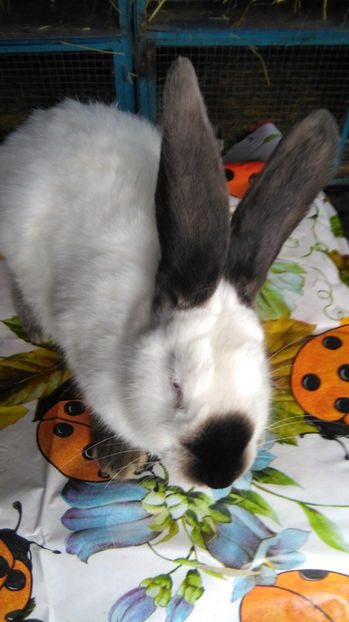  - 0 0 ACHIZITII 2017