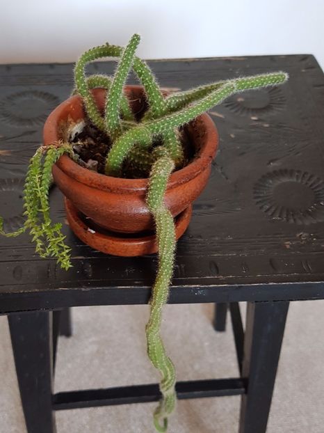 Aporocactus flagelliformis-coada sobolanului :) - Cactusi si plante suculente 2017-2018-2019