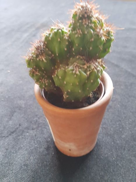 Cereus peruvianus monstruosus - Cactusi si plante suculente 2017-2018-2019