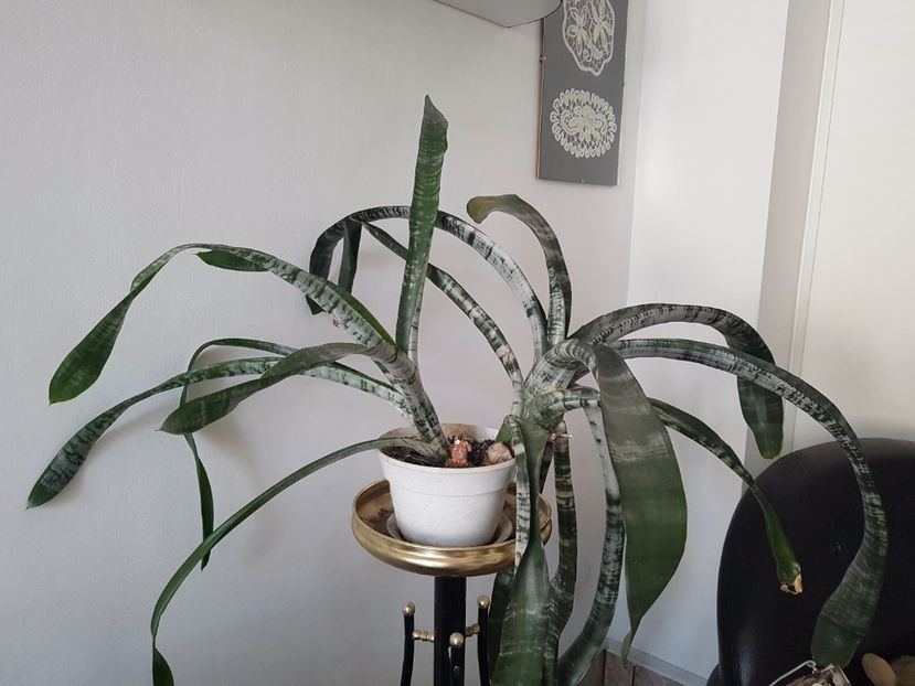 Aechmea fasciata-nu o mai am - Alte plante de interior