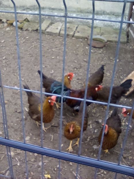  - Cel mai frumosi pui