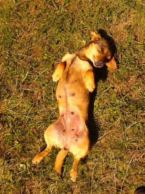 Diva la 3 saptamani de gestatie - AAAAAAAAA__DIVA_OSMI URMASUL LUI OSMAN IN MEMORIAM