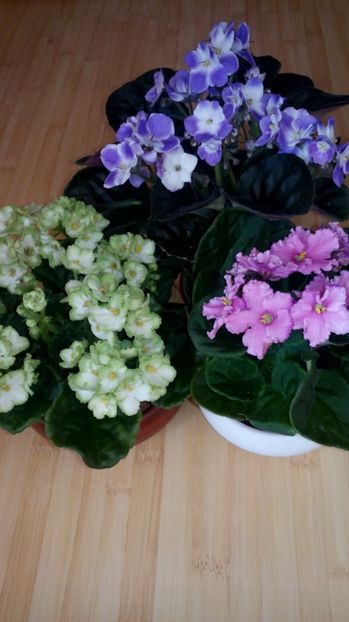  - Violete africane inflorite