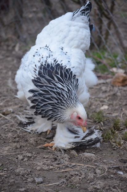  - 1 Brahma herminat deschis 2019