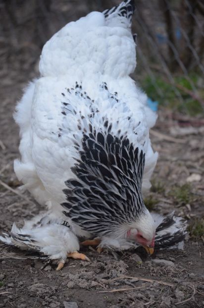  - 1 Brahma herminat deschis 2019