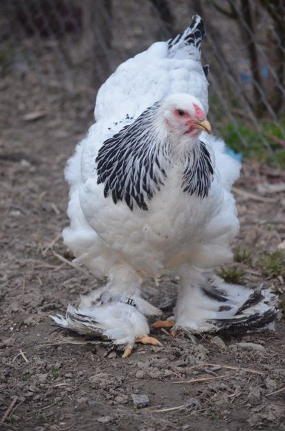  - 1 Brahma herminat deschis 2019