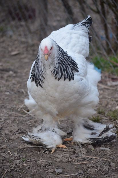  - 1 Brahma herminat deschis 2019