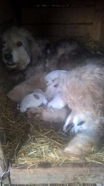  - 20 Ciobanesc mioritic