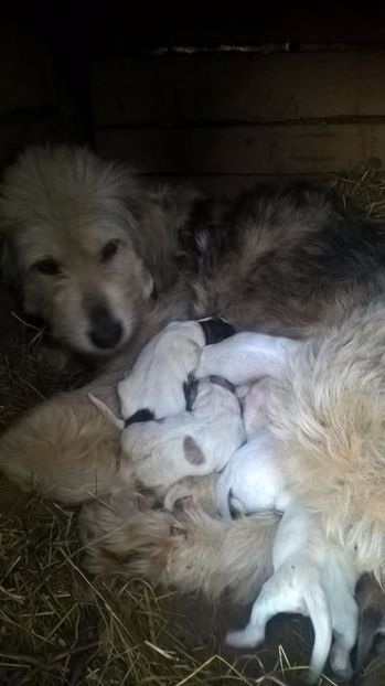  - 20 Ciobanesc mioritic