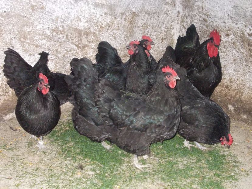 oua de vanzare 4 lei bucata - Gaini Australorp 2017 fam 2 vandute