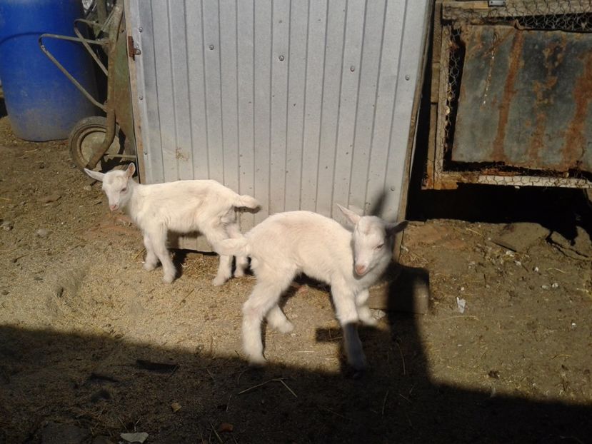 Fotografie0010(1) - a3---iedutii ceraselei din 19 03 2017