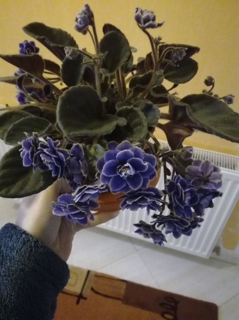 Mov batute - Violetele mele