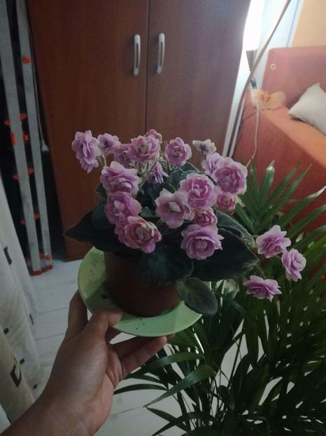 Roz batute - Violetele mele