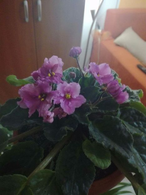 Roz crete - Violetele mele