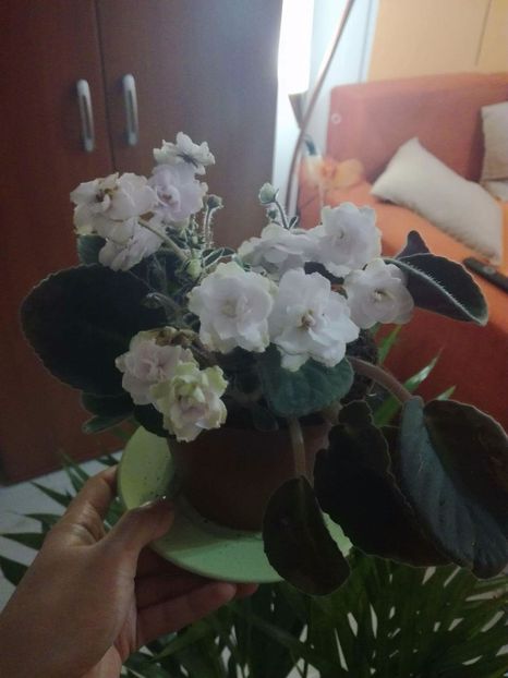 Albe batute - Violetele mele