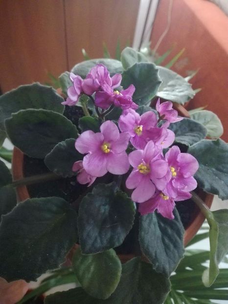 Roz - Violetele mele