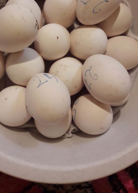  - 1 Oua de gaste Africane