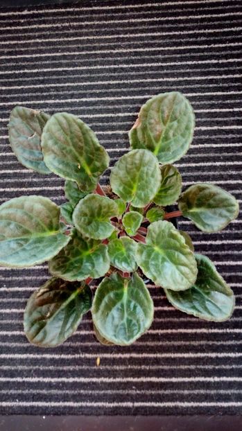  - Unknown 2-pierdută