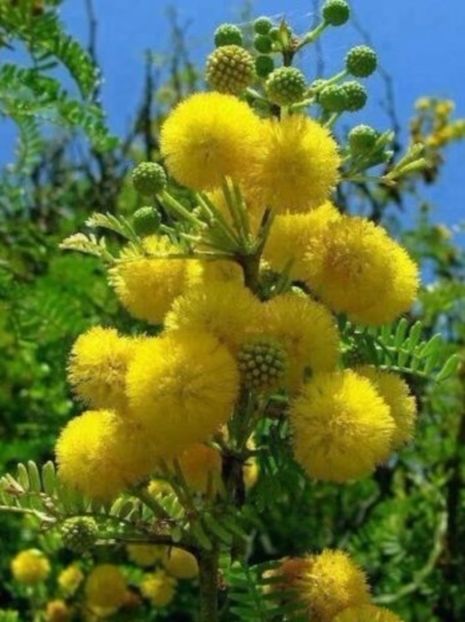 Mimosa galbena Acacia dealbata de iarna seminte - ACASA-De vinzare-Flori-Arbusti-Seminte 2017
