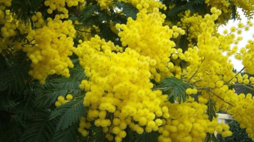 Mimosa galbena arbust Acacia dealbata de iarna seminte - ACASA-De vinzare-Flori-Arbusti-Seminte 2017