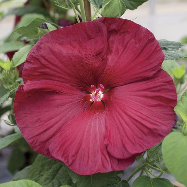Hibiscus Honeymoon Rosu inchis (grena) de gradina 3 seminte- 5 RON - HIBISCUS-seminte