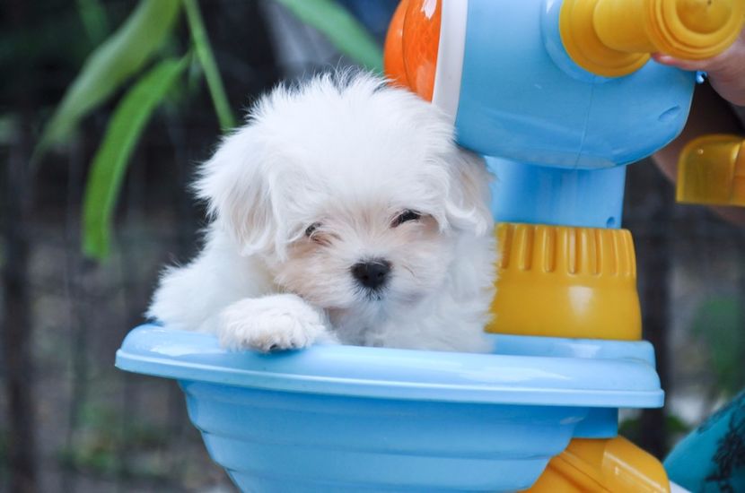 844062_orig - De vanzare Bishon Maltez 0762111365