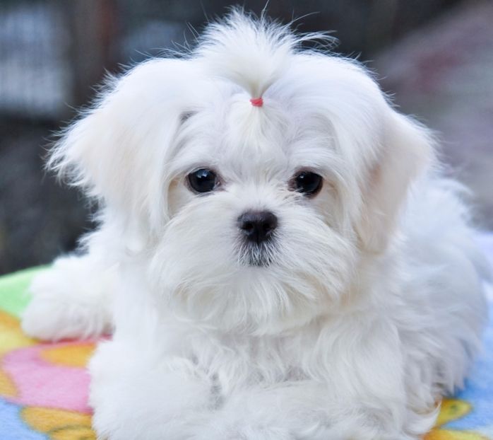 3307580_orig - De vanzare Bishon Maltez 0762111365