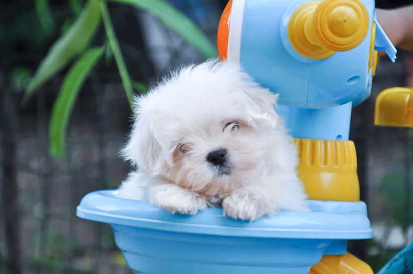 4205026_orig - De vanzare Bishon Maltez 0762111365