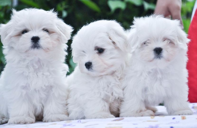 5980026_orig - De vanzare Bishon Maltez 0762111365