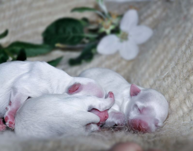 7044657_orig - De vanzare Bishon Maltez 0762111365