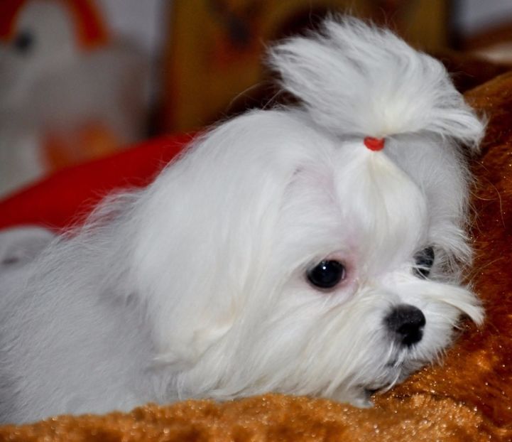 8192653_orig - De vanzare Bishon Maltez 0762111365